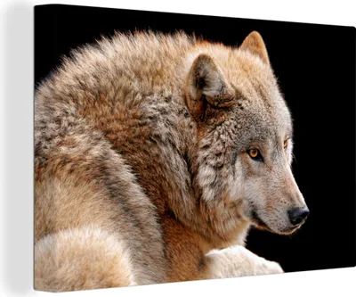 Produktbild von OneMillionCanvasses® - Leinwandbilder - 150x100 cm, Brauner Wolf, Wandbilder Kunstdruck Wanddekoration