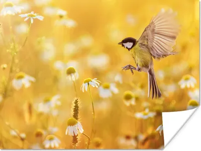 Produktbild von MuchoWow® Poster Vogel - Kohlmeise - Blumen - Gänseblümchen 120x90 cm - Wandbild