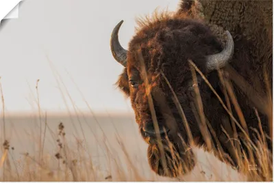 Produktbild von ARTland Poster Bison Sunset Größe: 60x40 cm
