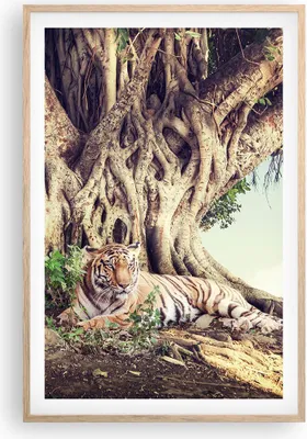 Produktbild von Gerahmtes Poster - Rahmen in heller Eiche - Tiger Wild Baum - 61x91,5 cm - Wand Bild - Wanddeko - Wandbilder - Kunstposter - Wandposter - Bilderrahmen - Bilder - Kunstdruck - P2NPA61x91-5124
