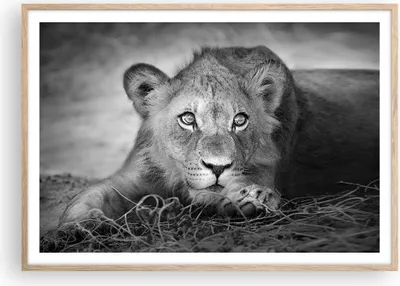 Produktbild von Gerahmtes Poster - Rahmen in heller Eiche - Löwe asiatisch Porträt - 100x70 cm - Wand Bild - Wanddeko - Wandbilder - Kunstposter - Wandposter - Bilderrahmen - Bilder - Kunstdruck - P2NAA100x70-4840