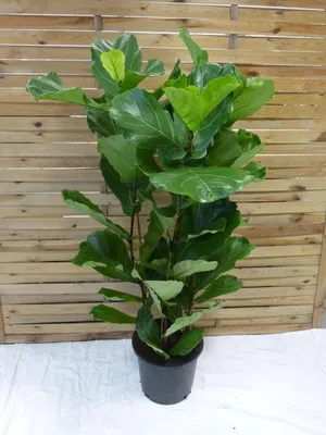 Produktbild von [Palmenlager] - XXL Ficus lyrata 3er Tuff - 150 cm - Geigenfeige // große Blätter //Zimmerpflanze