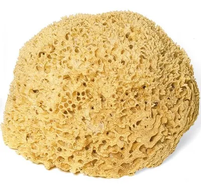 Produktbild von Croll & Denecke Naturschwamm für die Körperpflege in Bad & Dusche, ca. 19 cm groß, Serie M 190