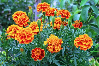 Produktbild von 1500 Samen Studentenblumen (Tagetes patula) – French Marigold | Bienenfreundliche Blumenwiese