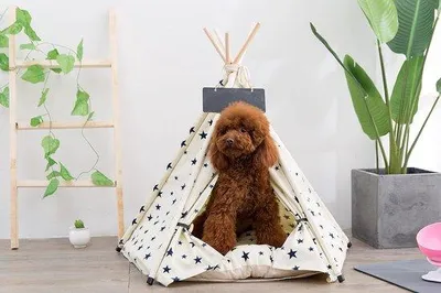 Image de Tente pour chien, niche pour chien, tente pour chien avec coussin (L : 60 x 60 x 70 cm, beige, portable, amovible)