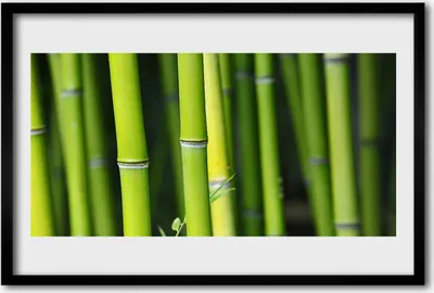 Produktbild von Bild 60x40 MDF-Rahmen Wandkunst Natur Bambuspflanze