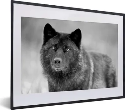 Produktbild von MuchoWow® MuchoWow® Gerahmtes Poster Schwarzer Wolf in Schwarz und Weiß 40x30 cm - Poster mit zchwarzem Bilderrahmen - Bilderrahmen - Poster im Rahmen