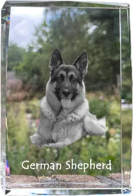 Produktbild von Deutscher Schäferhund - Kristall mit einem Hundebild, Bild im Glas, moderne Ausstellung des Art-Dog-Bildes.