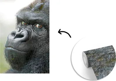 Produktbild von MuchoWow® Fototapete für Wohnzimmer oder Schlafzimmer Wandtapete Vinyl Motivtapete Ein erstaunlicher Gorilla - 150x220 cm - Wandbilder