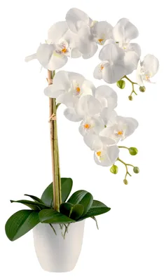 Produktbild von Kunstblume Phalaenopsis. Orchidee mit 2 Stielen im Topf ca. 60cm. Weiß