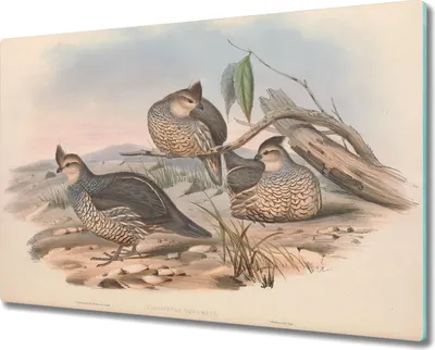 Produktbild von Coloray Schneidebrett Herdabdeckplatte 80x52 cm Kochplattenabdeckung Hackbrett Küchenbrett - Vögel Tiere Zeichnung