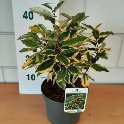 Produktbild von Elaeagnus ebb. 'Gilt Edge' - Wintergrüne Ölweide  | 30-35 cm im Topf