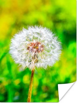 Produktbild von MuchoWow® Poster Löwenzahn - Gras - Blume 30x40 cm - Wandplakat - Poster Kinderzimmer