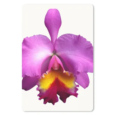 Produktbild von MuchoWow® Mauspad Mousepad Nahaufnahme Orchidee 18x27 cm - Mousepads - Maus Mat - Pad - Mausunterlage