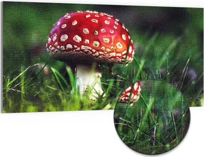 Produktbild von DEQORI Hybrid Leinwand Bild 100x50 cm 'Roter Waldjuwel' Wandbild Glas flach modern