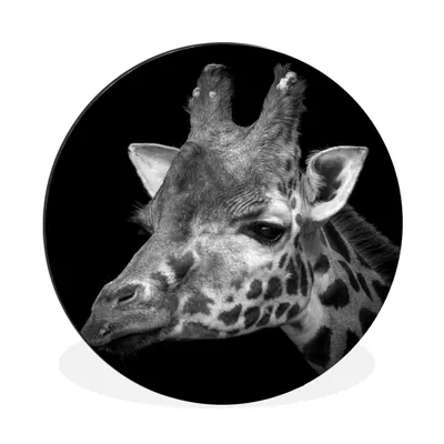 Produktbild von MuchoWow® Aluminium Wandkreis Porträt einer Giraffe auf schwarzem Hintergrund - schwarz und weiß Ø 90 cm Wanddeko Modern Wohnzimmer - Mauerkreis - Wandbilder - Runde Bild - Bild aus Aluminium - Schlafzimmer - Wohnzimmerdekoration - Wand Dekoration