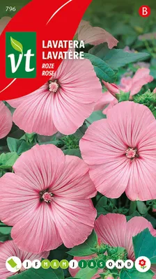 Immagine prodotto di Semi di Rosa Lavatere - Circa 0,75 gr | VT_796