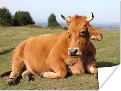 Produktbild von MuchoWow® Poster Kuh - Braun - Horn 160x120 cm - Foto Plakat