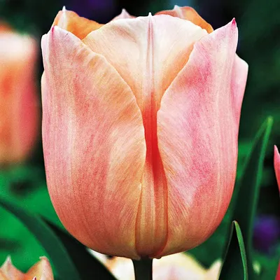 Immagine prodotto di Bulbi di tulipano Fiori a fioritura precoce Tulipano singolo Bellezza albicocca 5 pz.