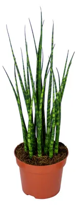 Immagine prodotto di Sansevieria Fernwood Mikado, anche nota come Bogenhanf, altezza 20-30 cm, vaso da 12 cm