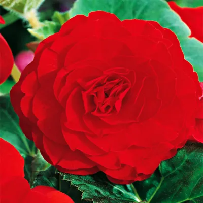 Obrázek produktu pro Begonia Double Red 1 ks begónie sazenice sazenice hlíza