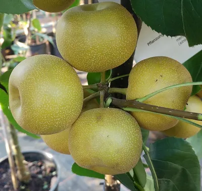 Produktbild von Nashi Kosui Nashibaum - Buschbaum Topfballen (Versandzeit: ganzjährig)
