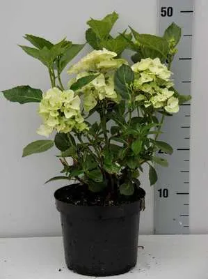 Zdjęcie produktu dla Hydrangea macr. white/blanc - Hortensja w pojemniku 25-30 cm