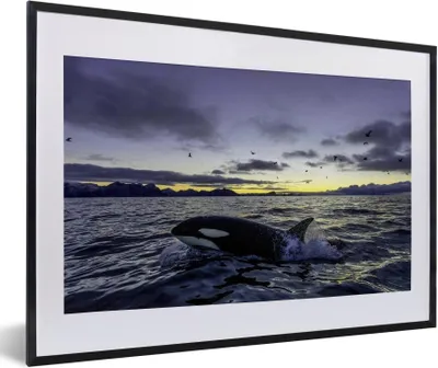 Produktbild von MuchoWow® MuchoWow® Gerahmtes Poster Orca bei Sonnenaufgang 60x40 cm - Poster mit zchwarzem Bilderrahmen - Schlafzimmer - Plakat in Rahmen - Drucken