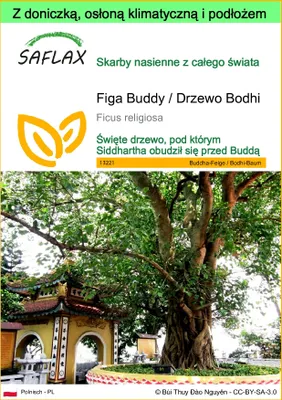 Zdjęcie produktu dla SAFLAX - Garden to go - Figa Buddy / Drzewo Bodhi - 100 Nasiona - Z doniczką, pokrywą klimatyczną i podłożem do uprawy - Ficus religiosa