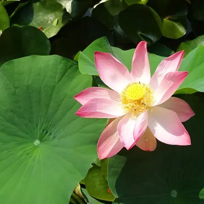 Obrázok produktu pre Indický lotos (Nelumbo nucifera)  – 5 semien