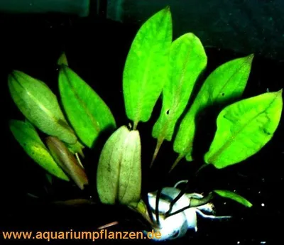 Produktbild von 1 Bund Cryptocorynen, Cryptocoryne