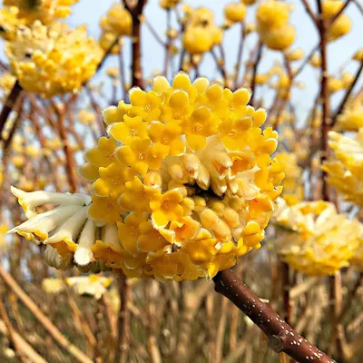 A close-up of a yellow flowering plant with many small blossoms.