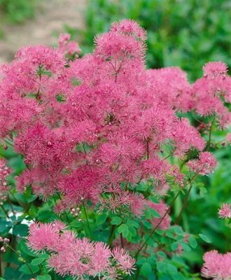 Produktbild von Thalictrum aquilegifolium 'Thundercloud', Akeleiblättrige Wiesenraute, ca. 11x11 cm Topf