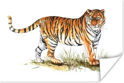Produktbild von MuchoWow® Poster Tiger - Gras - Weiß 180x120 cm - Fotoplakat