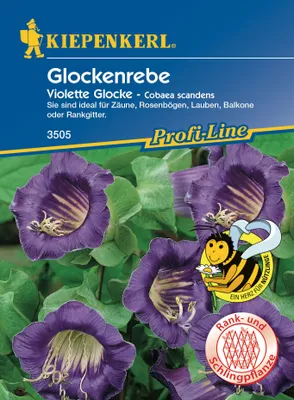 Produktbild von Glockenrebe Violette Glocke | Blumensamen von Kiepenkerl