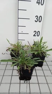 Produktbild von 6 x  Scabiosa cauc. 'Miss Willmott' - Skabiose - Topf 9 x 9 cm