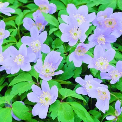 Obrázok produktu pre Sasanka - 10 x Anemone robinsoniana