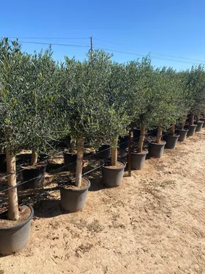 Obrázek produktu pro Olive Tree 190 cm - A+ kvalita - Mrazuvzdorný do -18°C - Olea Europea Lechín