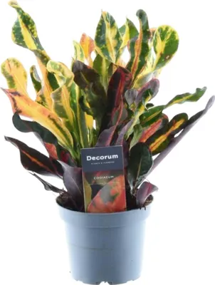 Obrázek produktu pro Trendyplants - Codiaeum Variegatum 'Mammi' - Croton - pokojová rostlina - výška 20-40 cm - velikost květináče Ø12cm