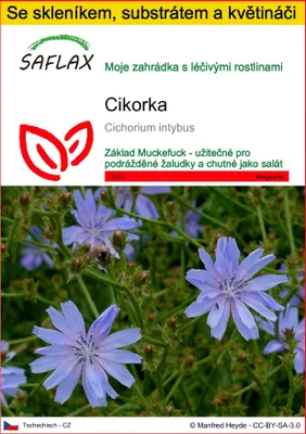 Obrázek produktu pro SAFLAX Kultivační sada - cikorka - Cichorium intybus - 250 Semena - S mini skleníkem, pěstebním substrátem a 2 květináči