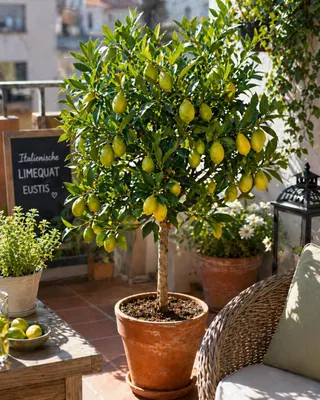 Produktbild von Italienische Limequat Eustis 70–100 cm – Citrus x floridana, winterharte Zitruspflanze, essbare Früchte, Kübelpflanze Terrasse Balkon