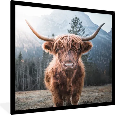 Produktbild von MuchoWow® Gerahmtes Poster Schottischer Hochländer - Kuh - Tiere - Berg - Natur 40x40 cm - Poster mit Schwarzem Bilderrahmen Wandposter Rahmen Foto Bilder - Mit Rahmen - Wanddekoration Schlafzimmer