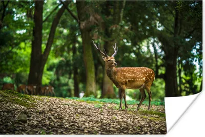 Produktbild von MuchoWow® Poster Rotwild - Wald - Tier 180x120 cm - Fotoplakat