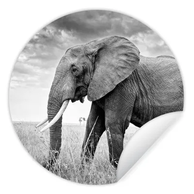 Produktbild von MuchoWow® Runde Wandtattoo - Wandsticker Tapete Aufkleber Elefant - Gras - Tiere - Schwarz und weiß Ø 30 cm Selbstklebend und Repositionierbar - Wandaufkleber - Kreis - Wandbild - Fototapete - Selbstklebend - Dekoration - Wandschmuck - Schlafzimmer