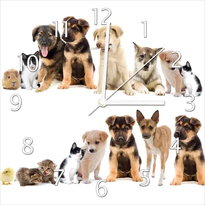 Produktbild von Wallario Design Wanduhr Süße Haustiere - Katzen  Hunde  Hamster  Küken aus Echtglas, Größe 30 x 30 cm