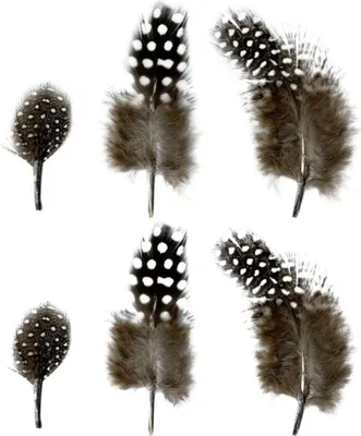 Immagine prodotto di Piume naturali da 2 a 6 cm - 6 g