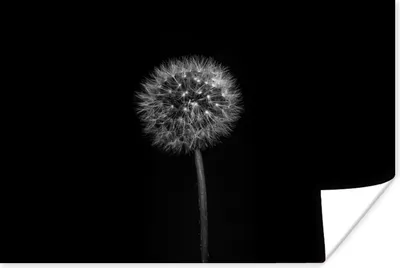 Produktbild von MuchoWow® Poster Löwenzahn - Schwarz - Floral - Botanisch 60x40 cm - Schlafzimmerdekoration
