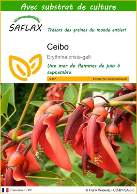 Image de SAFLAX  - Ceibo - 6 graines - Avec substrat - Erythrina