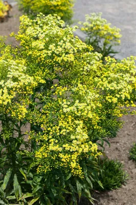 Produktbild von Solidago virgaurea ssp. virgaurea, Goldrute, ca. 9x9 cm Topf
