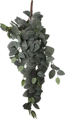 Produktbild von Mica Decorations Fittonia hängende Kunstpflanze - L15 x B20 x H54 cm - Grün